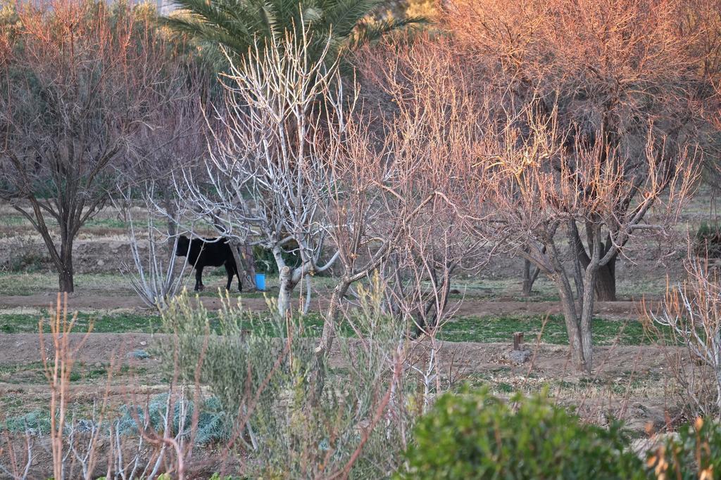 Sawadi Ecolodge Skoura Kültér fotó