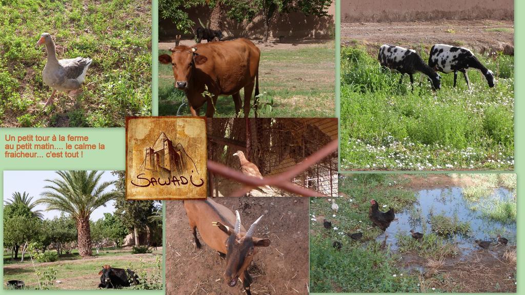 Sawadi Ecolodge Skoura Kültér fotó